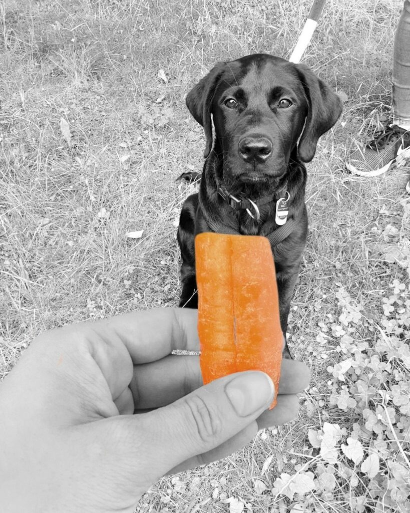 Schwarzer Hund schaut auf ein Stück Möhre, das ihm vor die Nase gehalten wird