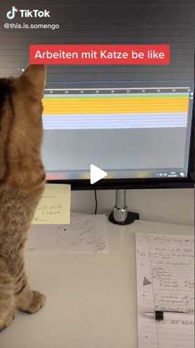 Screenshot eines TikTok Videos, in dem eine Katze auf einen PC Monitor schaut